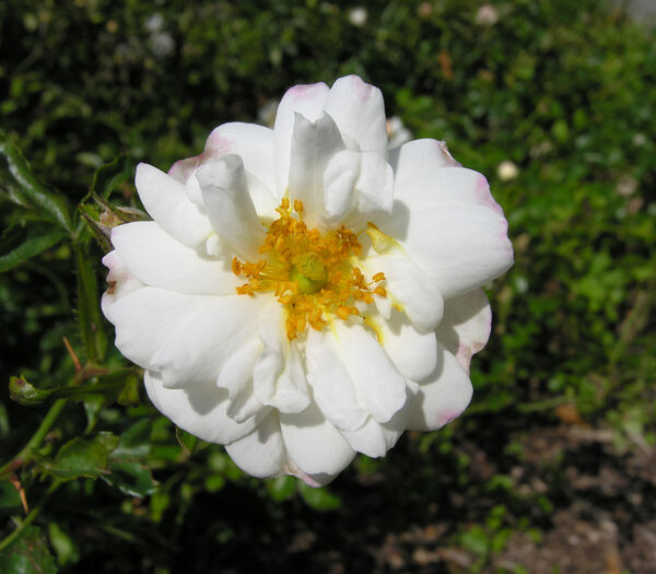 Rosa 'Sander's White Rambler'
