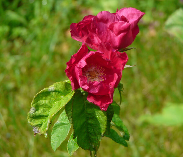 Rosa 'Carmen (rugosa)'