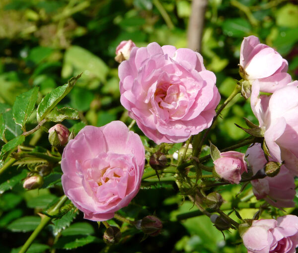 Rosa 'Petite Françoise'
