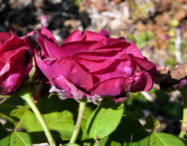 Rosa 'Souvenir de Grégoire Bordillon'