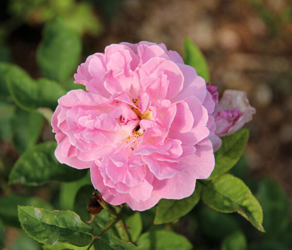 Rosa 'Cottage Rose ®'