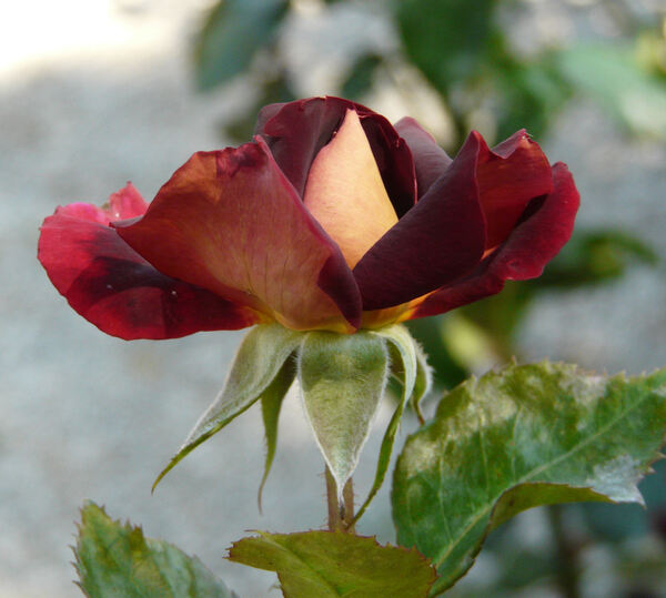 Rosa 'Black Gold ®'