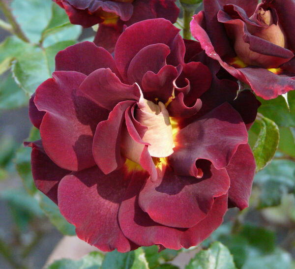 Rosa 'Black Gold ®'