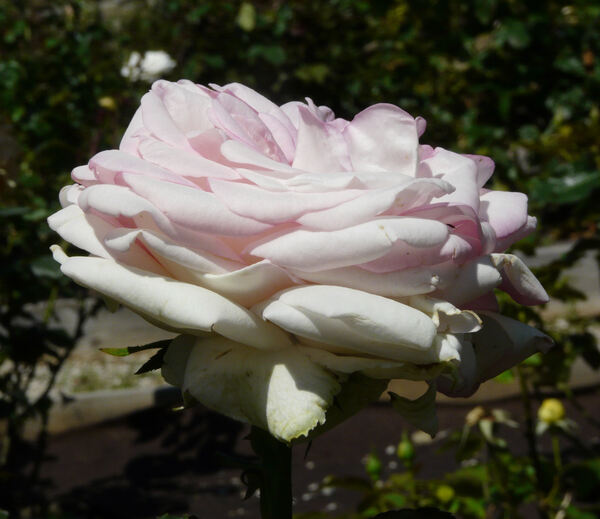 Rosa 'Biedermeier Garden ®'