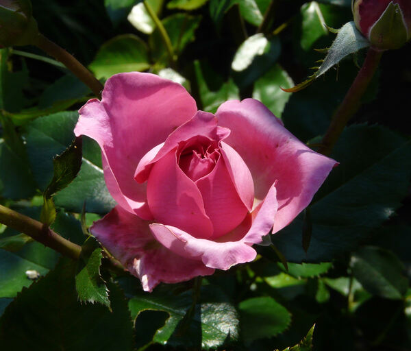 Rosa 'Bernadette Lafont ®'