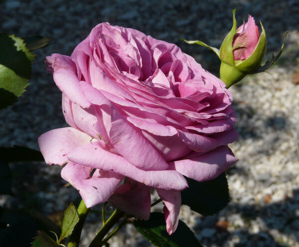 Rosa 'Bernadette Lafont ®'