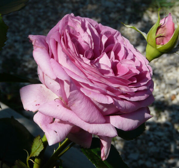 Rosa 'Bernadette Lafont ®'