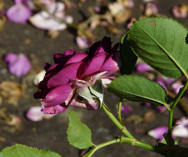 Rosa 'Purple Eden ®'