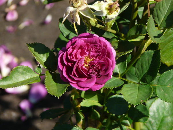 Rosa 'Purple Eden ®'