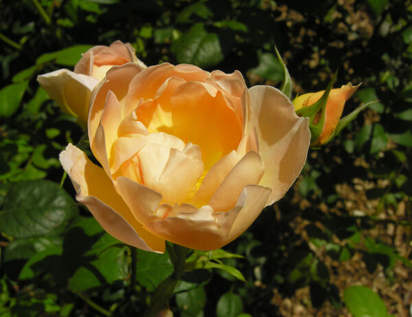 Rosa 'Comte de Champagne ®'