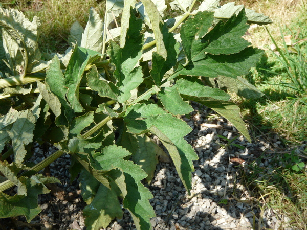 Pastinaca sativa L. subsp. sativa