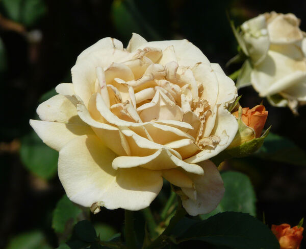 Rosa 'Golden Oldie'