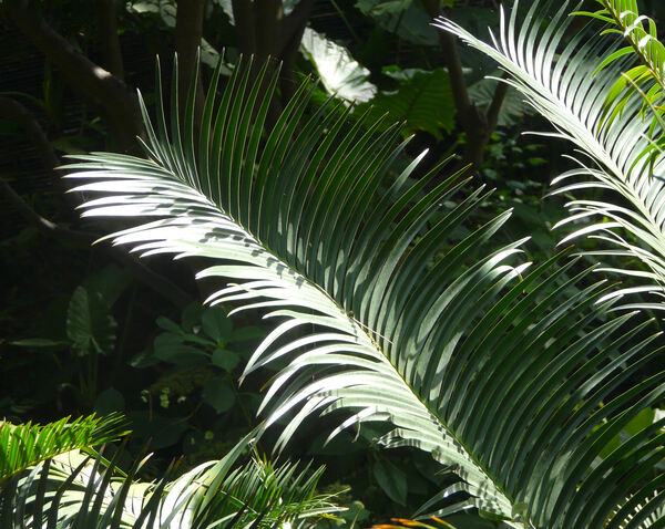 Lepidozamia peroffskyana Regel