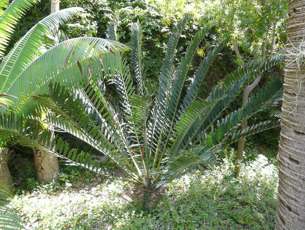 Encephalartos arenarius R. A. Dyer