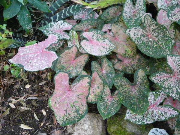 Caladium x hortulanem 'Pink Beauty'