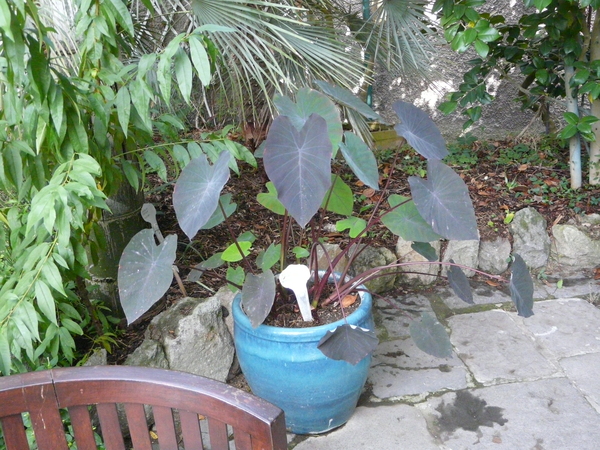 Colocasia esculenta (L.) Schott 'Black Prince'