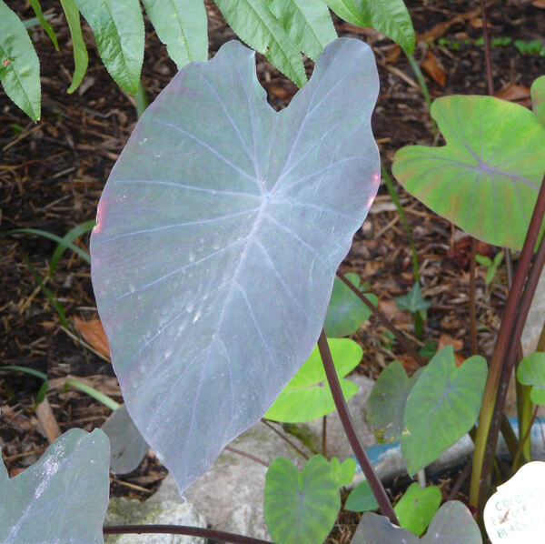 Colocasia esculenta (L.) Schott 'Black Prince'