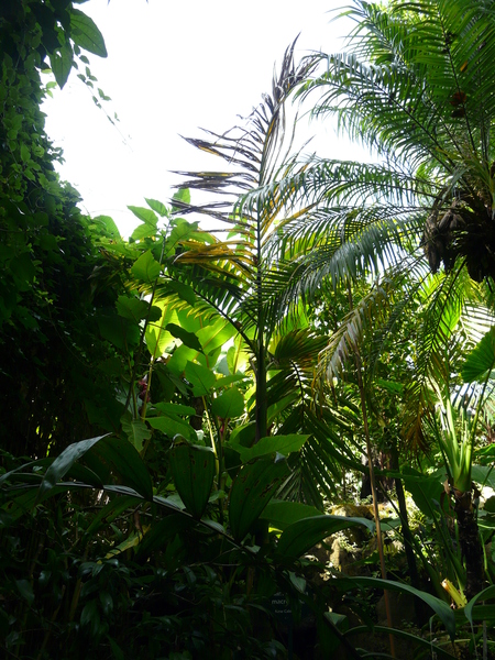 Chambeyronia macrocarpa (Brongn.) Vieill. ex Becc.
