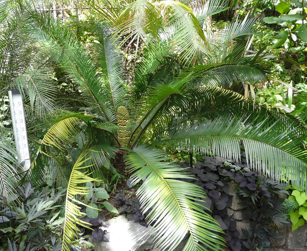 Lepidozamia peroffskyana Regel