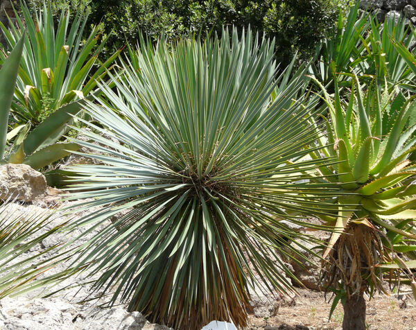 Yucca thompsoniana Trel.