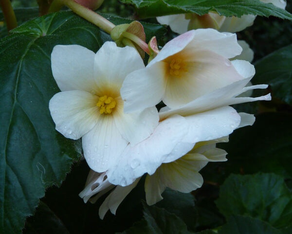 Begonia x tuberhybrida Voss 'Superba Wit'