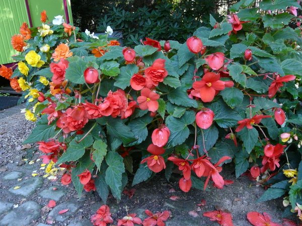 Begonia x tuberhybrida Voss 'Odorata Rood'