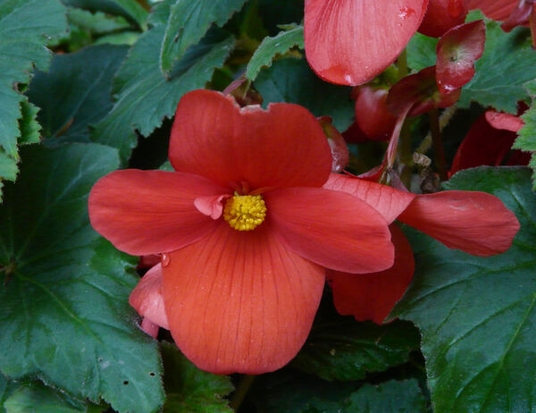 Begonia x tuberhybrida Voss 'Odorata Rood'