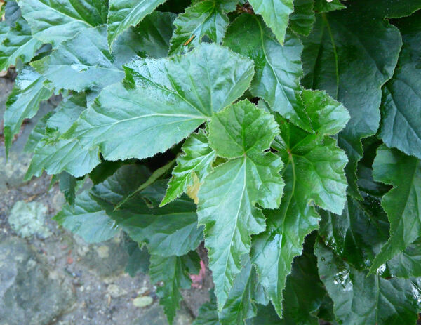 Begonia x tuberhybrida Voss 'Vuurbal'