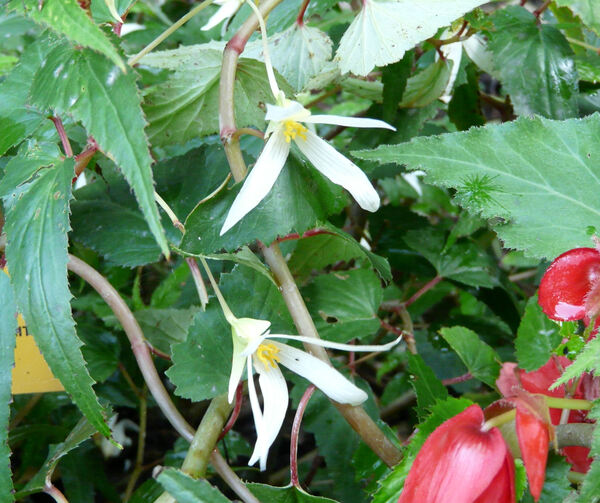Begonia 'Summerwings White'