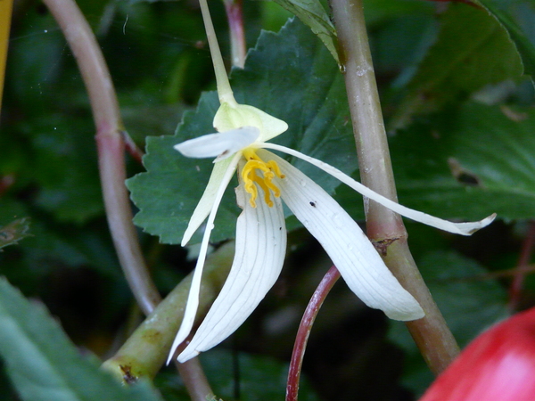 Begonia 'Summerwings White'