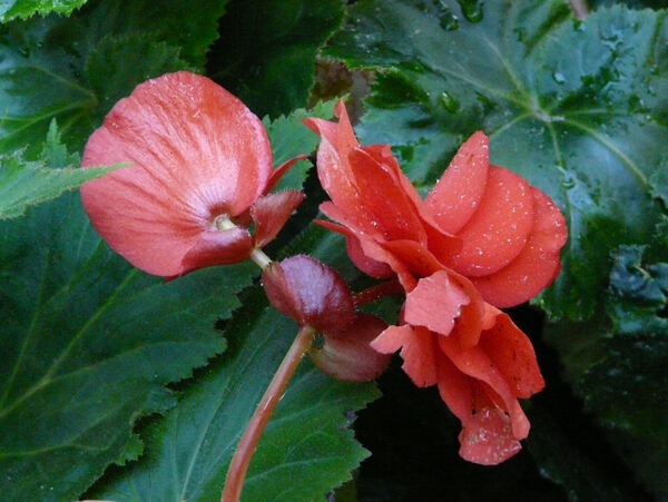 Begonia x tuberhybrida Voss 'Superba Rood'