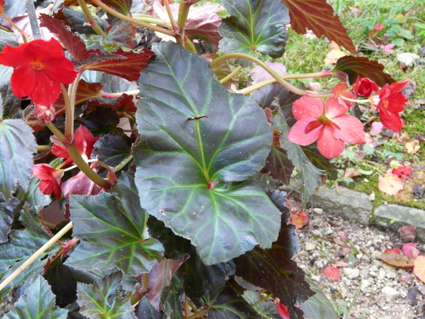 Begonia fusca Liebm. 'Switzerland'