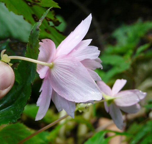 Begonia x tuberhybrida Voss 'Tenella Pink'