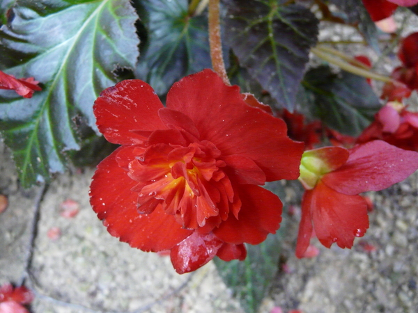 Begonia fusca Liebm. 'Switzerland'