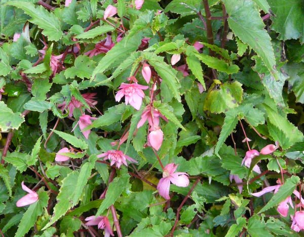 Begonia x tuberhybrida Voss 'Tenella Pink'