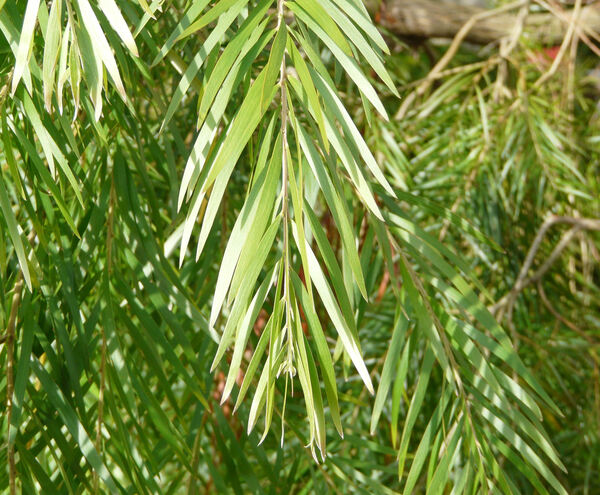 Acacia sophorae (Labill.) Court