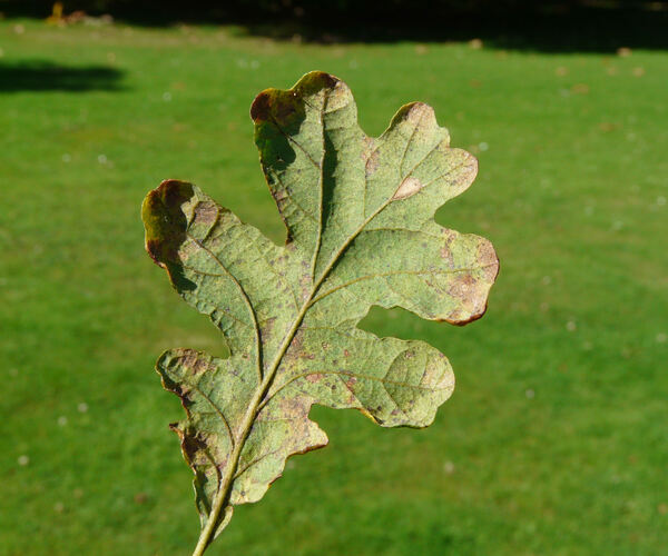 Quercus garryana Douglas ex Hook.