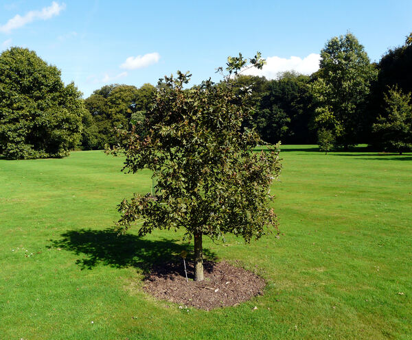 Quercus garryana Douglas ex Hook.