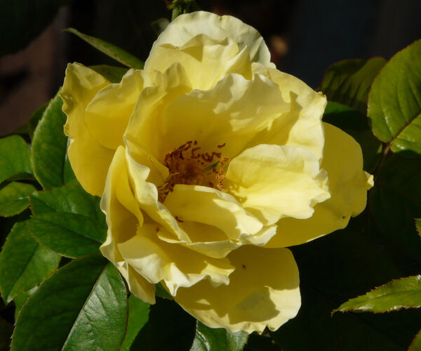 Rosa 'Souvenir de Marcel Proust ®'