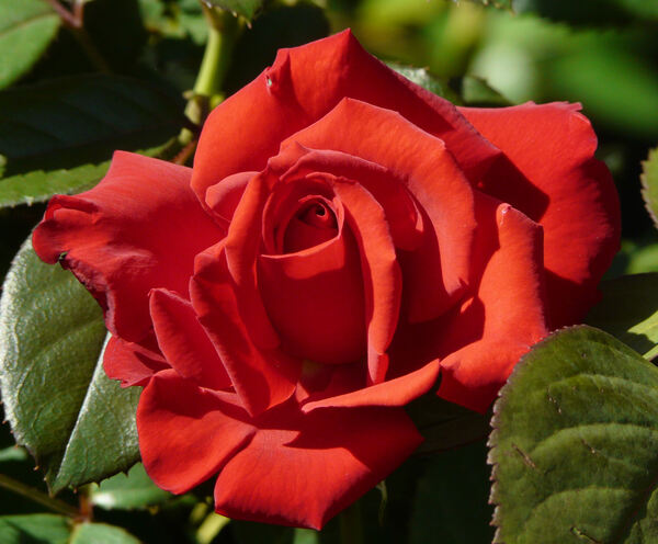 Rosa 'Grande Amore ®'