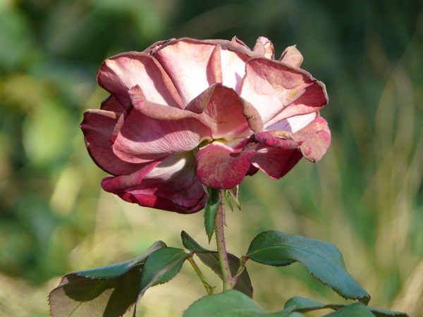 Rosa 'Black Gold ®'
