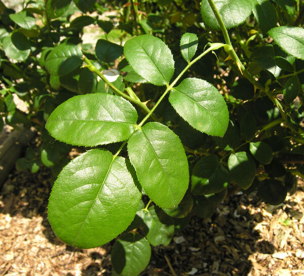 Rosa 'Comte de Champagne ®'