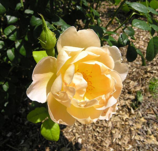 Rosa 'Comte de Champagne ®'