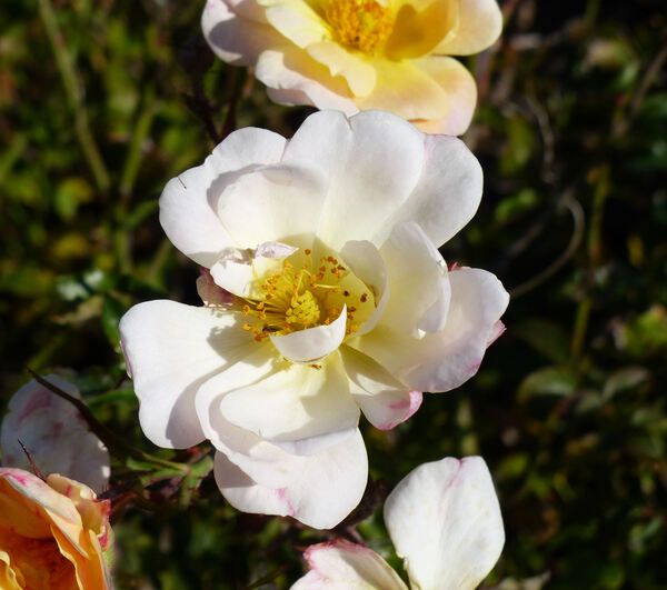 Rosa 'Ivory Compact Meidiland'