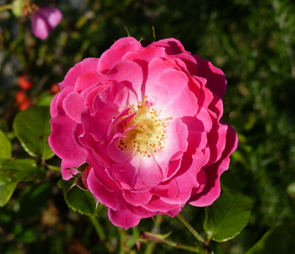 Rosa 'Bordure Magenta ®'