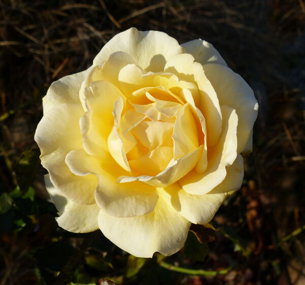 Rosa 'Belle Champenoise'