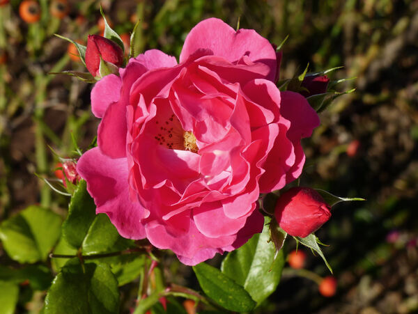 Rosa 'Bordure Magenta ®'
