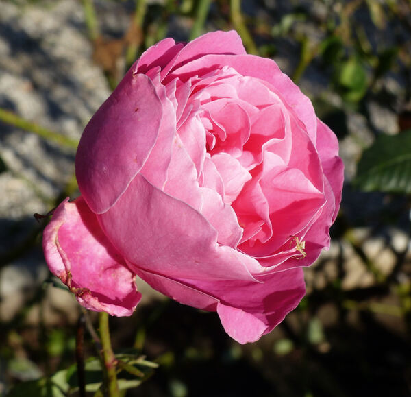 Rosa 'Pink Pearl'