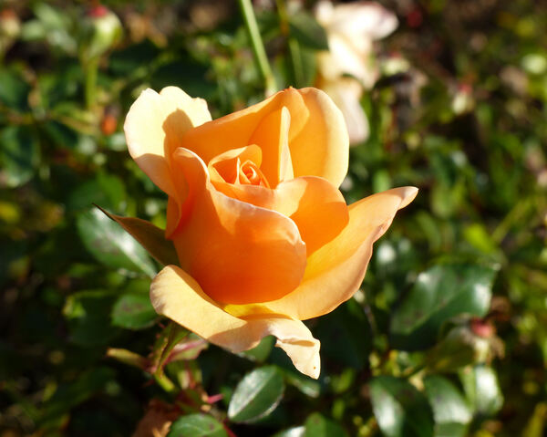 Rosa 'Amber Sun ®'