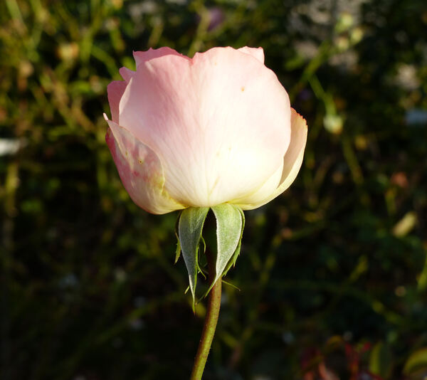 Rosa 'Marie Antoinette ®'